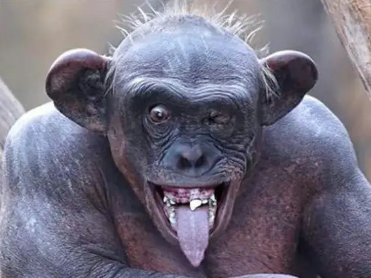 Meme bựa, biểu cảm cười cực kỳ troll.