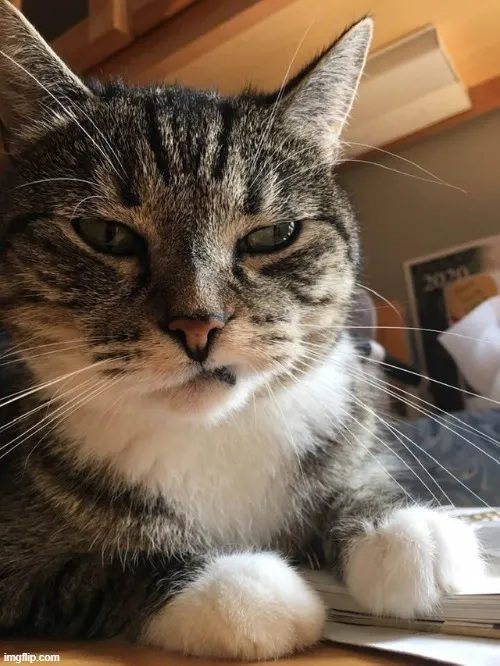 Vẻ mặt chú mèo tự phụ cực bá đạo.