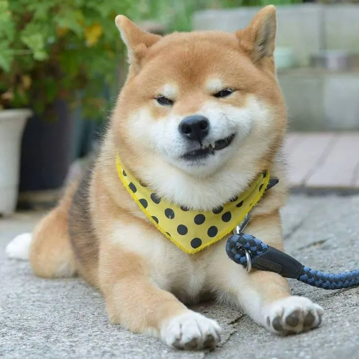Meme chó Shiba cười nửa miệng