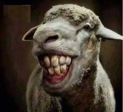 Meme cười nhe răng, biểu cảm bá đạo vô cùng.