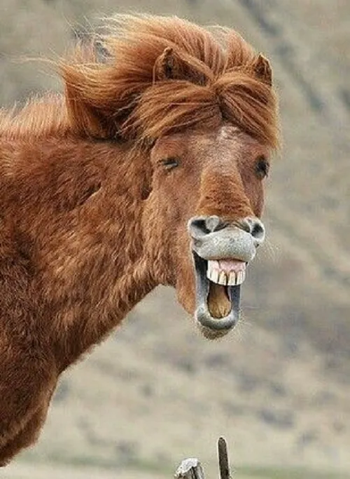 Meme con ngựa nhe răng cười sáng rực như mặt trời.