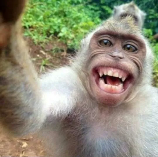 Meme khỉ nhe răng cười, nhìn buồn cười không tả nổi.