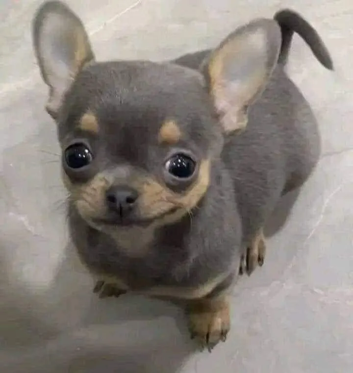 Nụ cười chú chó cay đắng đầy khinh miệt.