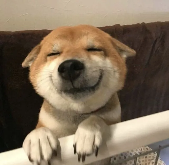 Vẻ mặt ngạo mạn của Corgi khó ai sánh.