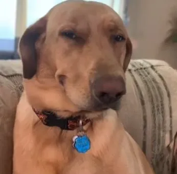 Con chó Cười khinh bỉ cực lầy để troll bạn.