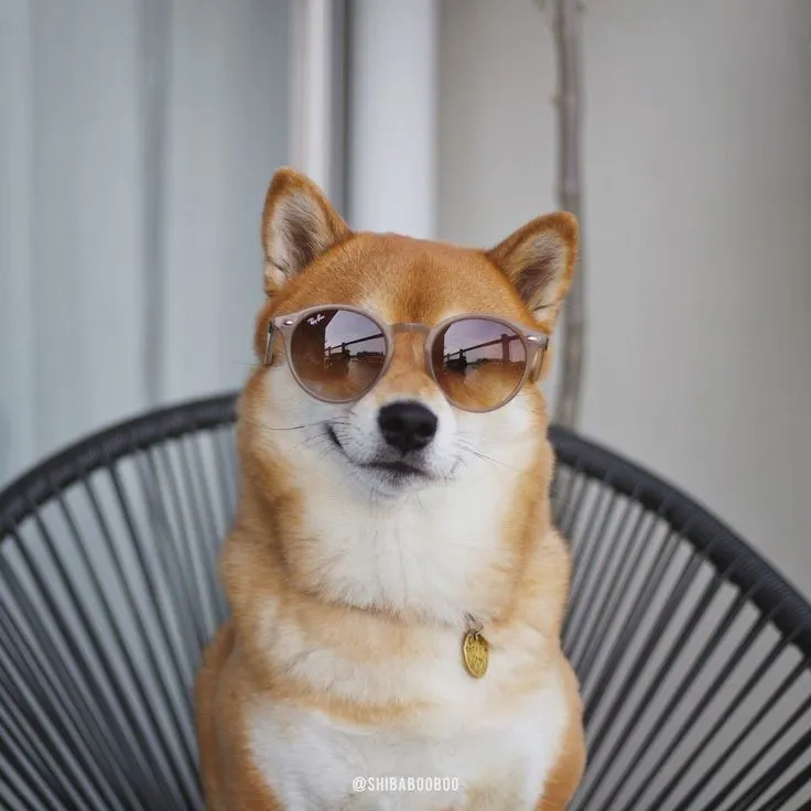 Chó Corgi cười khinh bỉ sắc sảo