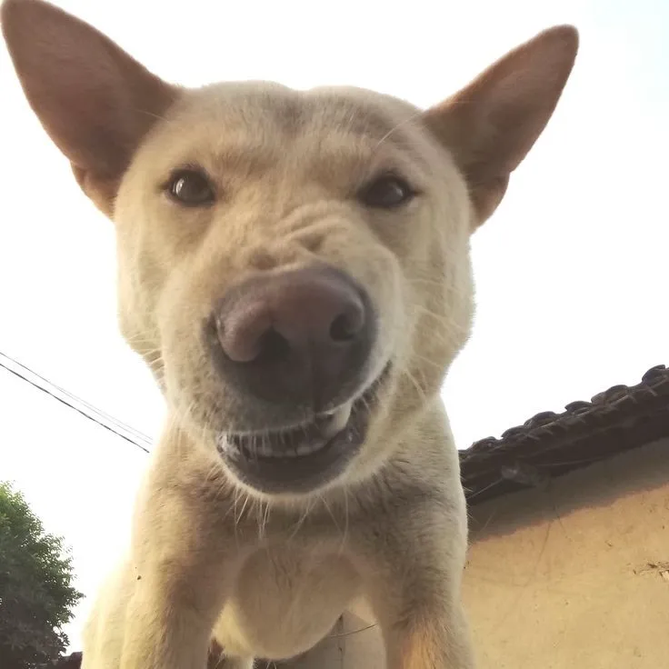 Nụ cười chó con nhếch mép châm chọc sâu sắc.