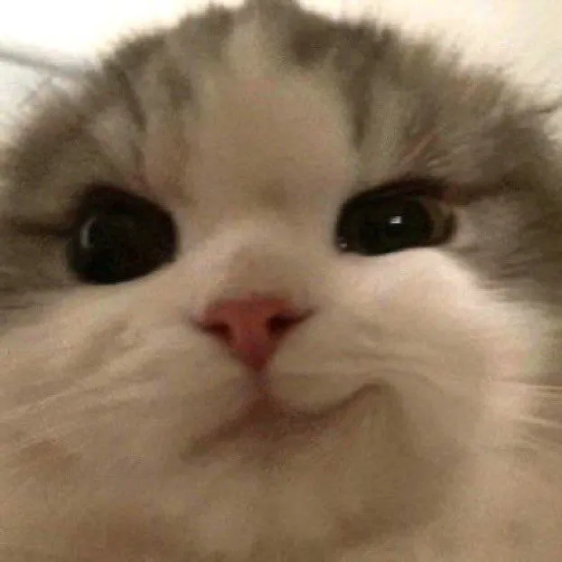 Mèo Cười đểu đầy tinh nghịch và ngông.