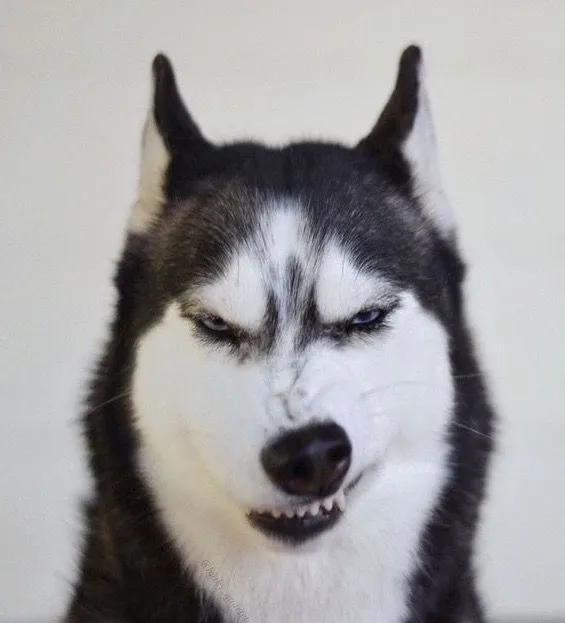 Chó Husky Cười khẩy tự phụ khiến ai cũng bực mình
