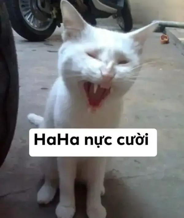 Mèo cười thoải mái khiến biểu cảm càng thêm dễ thương