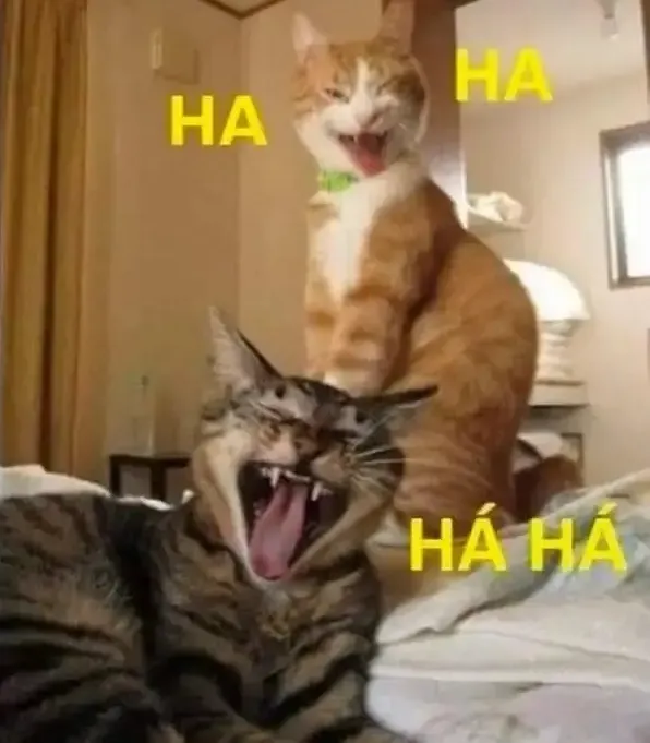 Mèo cười bùng nổ đem lại không khí thật sảng khoái