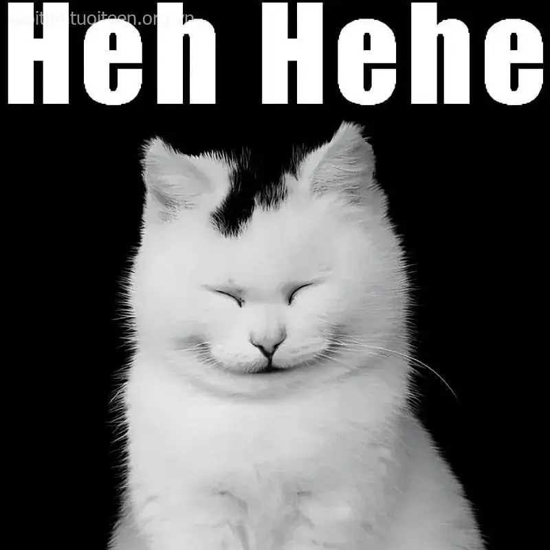 Nụ cười mèo trắng thoải mái xua tan mọi căng thẳng