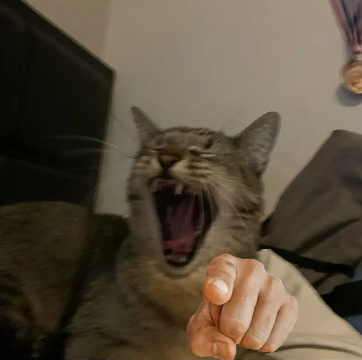 Gương mặt chú mèo rạng rỡ bật lên tiếng cười haha