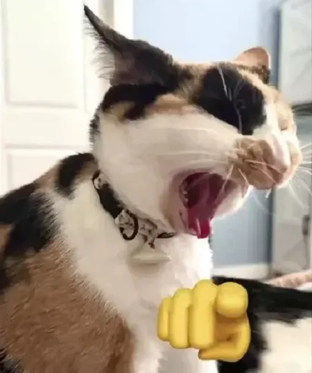 Meme mèo cười bùng nổ ghi lại khoảnh khắc hài hước