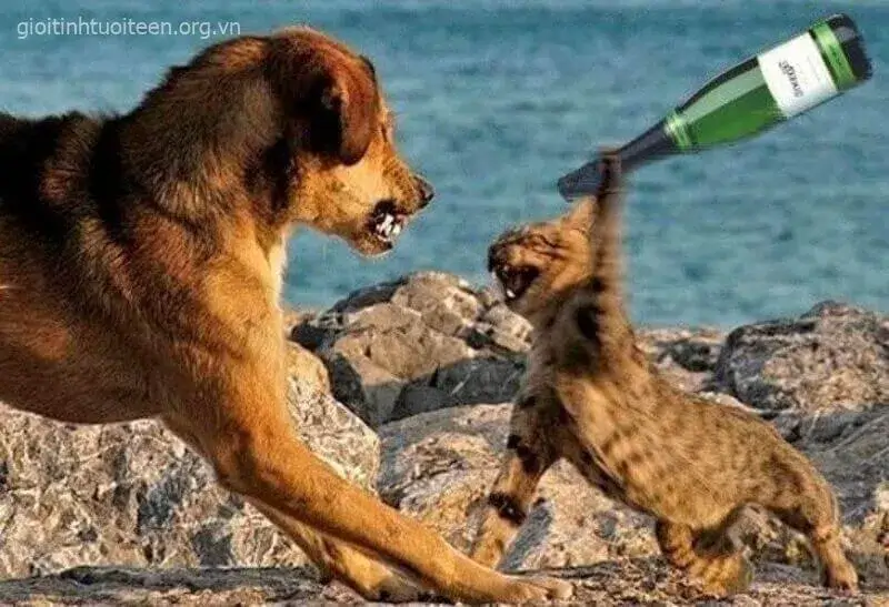 Mèo cam cầm chai rượu phang lên đầu chú chó hung dữ Mèo cam cầm chai rượu phang lên đầu chú chó hung dữ