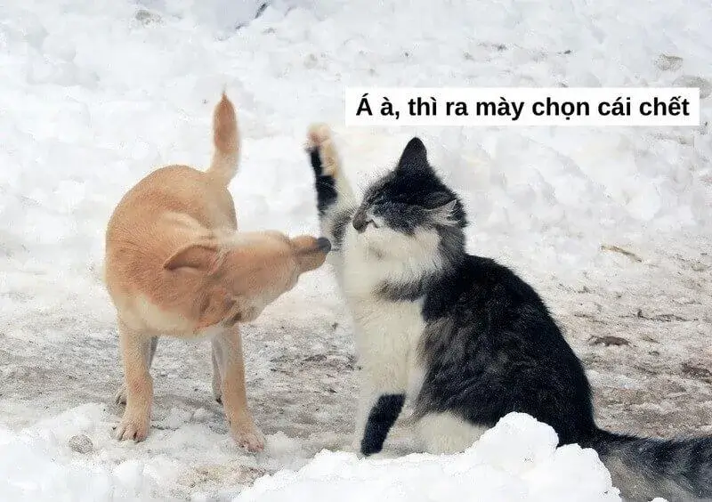Chú mèo đánh đầu chú chó nhỏ Chú mèo đánh đầu chú chó nhỏ