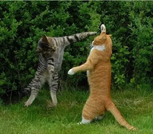 Những pha mèo đánh nhau giả trân khiến ai cũng phì cười