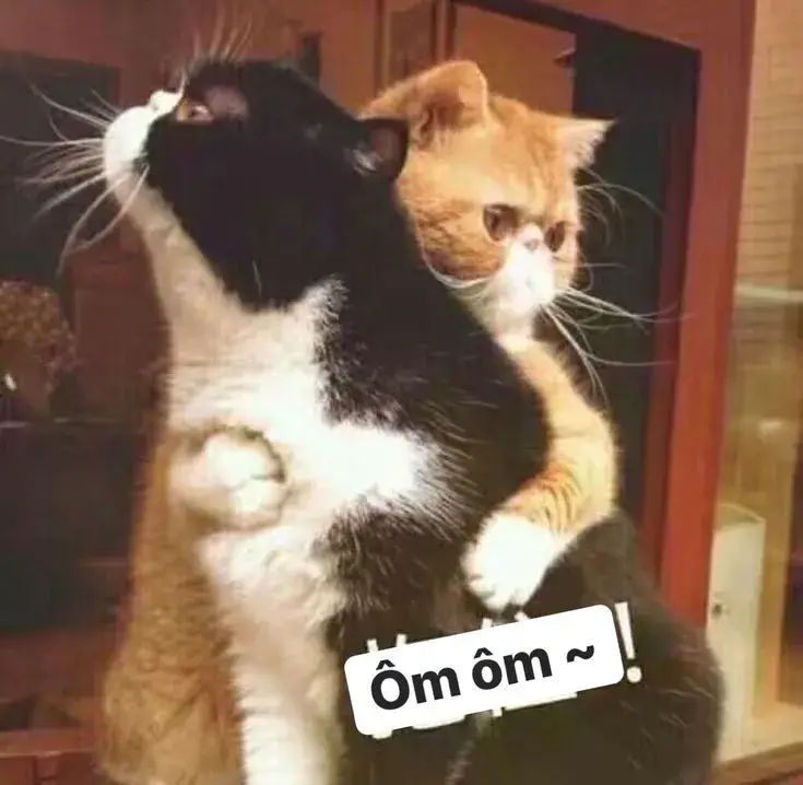 Ảnh chế mèo đòi ôm vui nhộn