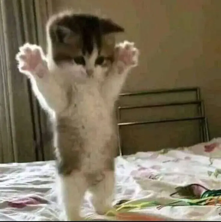 Mèo dang tay chờ được ôm