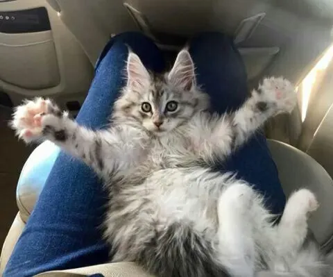 Mèo nằm dang tay đòi ôm