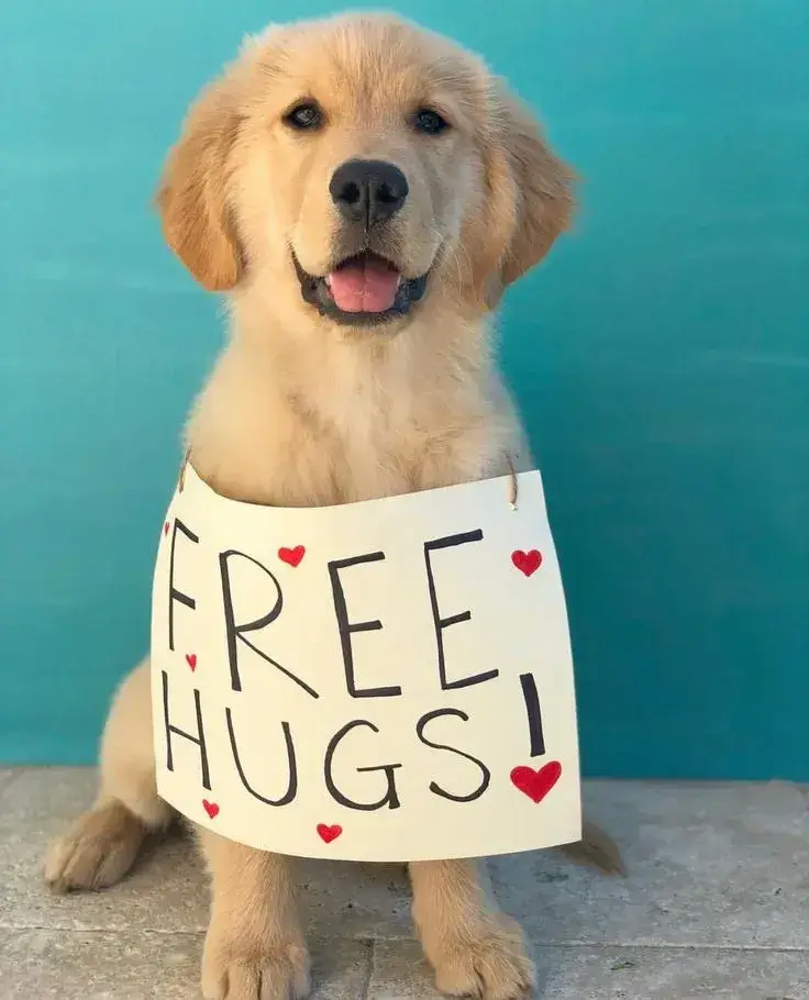 Ảnh meme chú chó cho ôm miễn phí