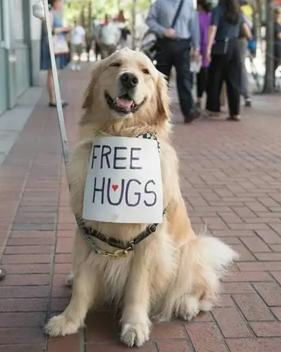 Ảnh meme chú chó cho ôm miễn phí