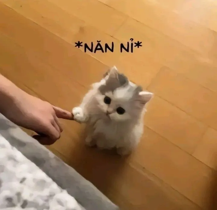 Hình chế mèo con đòi ôm dễ thương