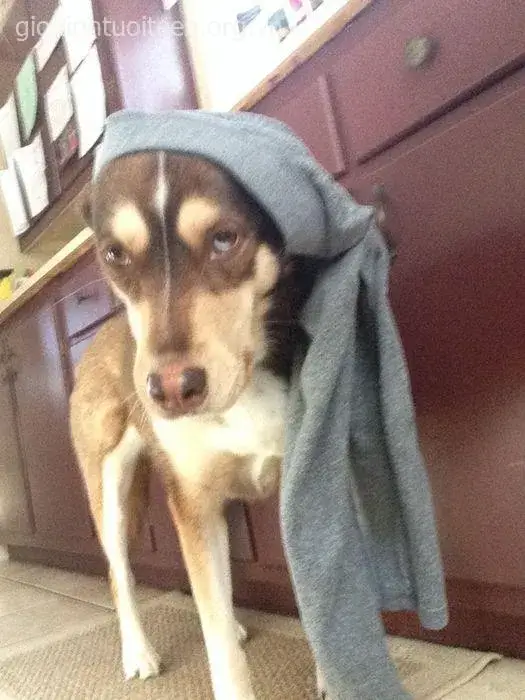 Hình ảnh chú chó hài hước đội quần khiến ai cũng bật cười