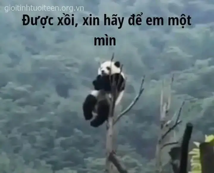 Meme gấu trúc khóc bi lụy như thất tình đau khổ.