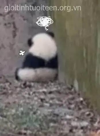 Gấu trúc giận dỗi quay lưng vào tường