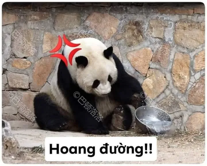 Biểu cảm gấu trúc bốc hỏa, khuôn mặt đỏ ửng giận dữ.