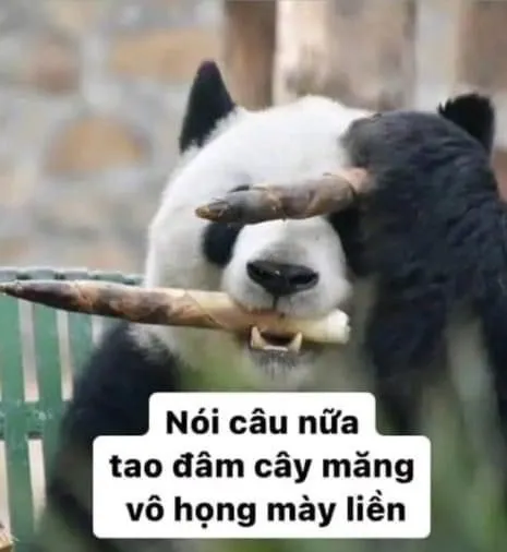 Meme gấu trúc cáu gắt, khuôn mặt căng thẳng cực kỳ hài hước.