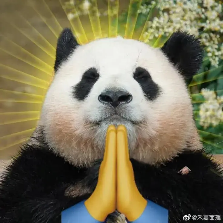 Meme gấu trúc e dè, chắp tay đầy hối hận.