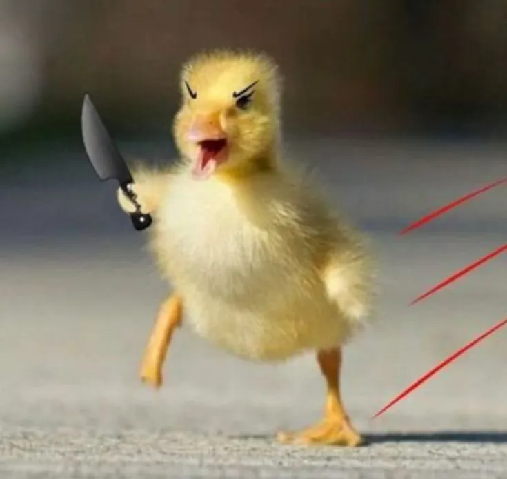 Meme vịt cầm dao bực mình, trông khó ở.