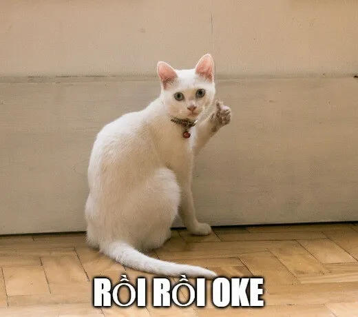 Mèo ra hiệu oke lan truyền mạnh trên mạng xã hội
