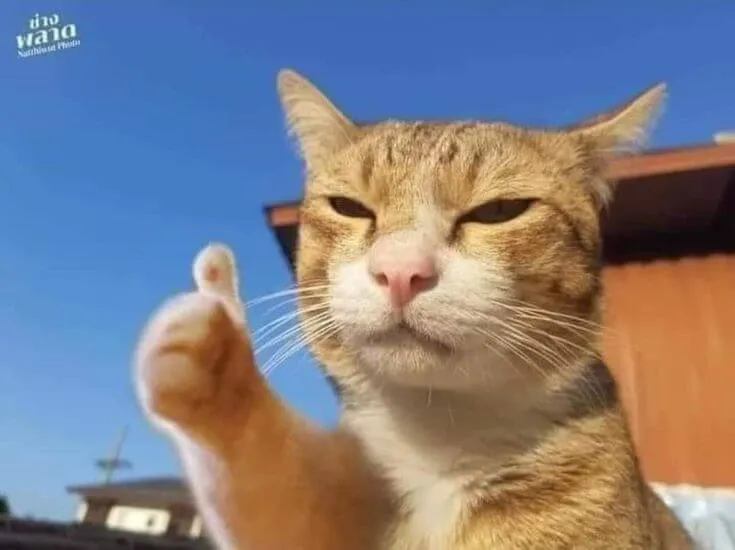 Meme mèo ra hiệu oke dí dỏm