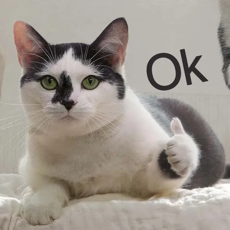 Ảnh chế mèo nhỏ giơ tay oke đầy đáng yêu