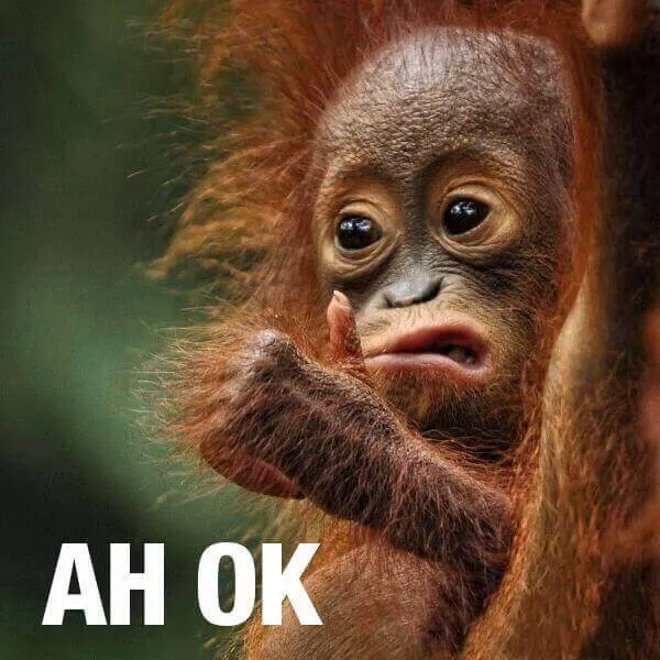 Meme chú khỉ giơ tay oke đồng ý cực hài hước