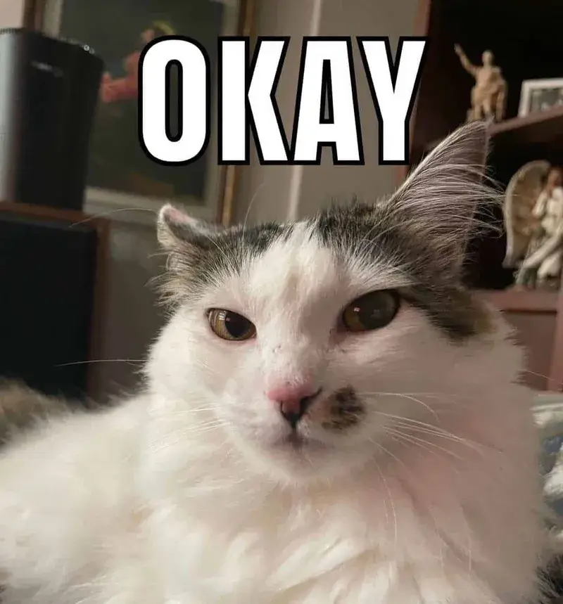 Biểu cảm mèo bá đạo cùng động tác giơ ngón tay cái