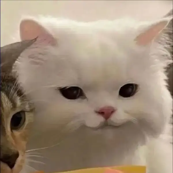 Mèo cười gượng gạo như không biết phải làm gì khác