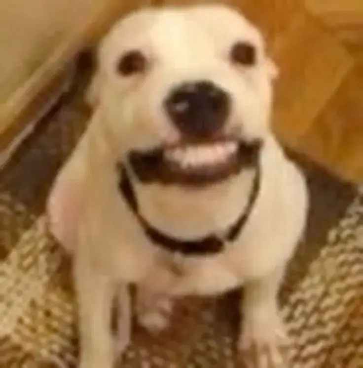 Cười gượng như để che giấu cảm xúc thật bên trong