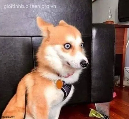 Meme giật mình há hốc mồm