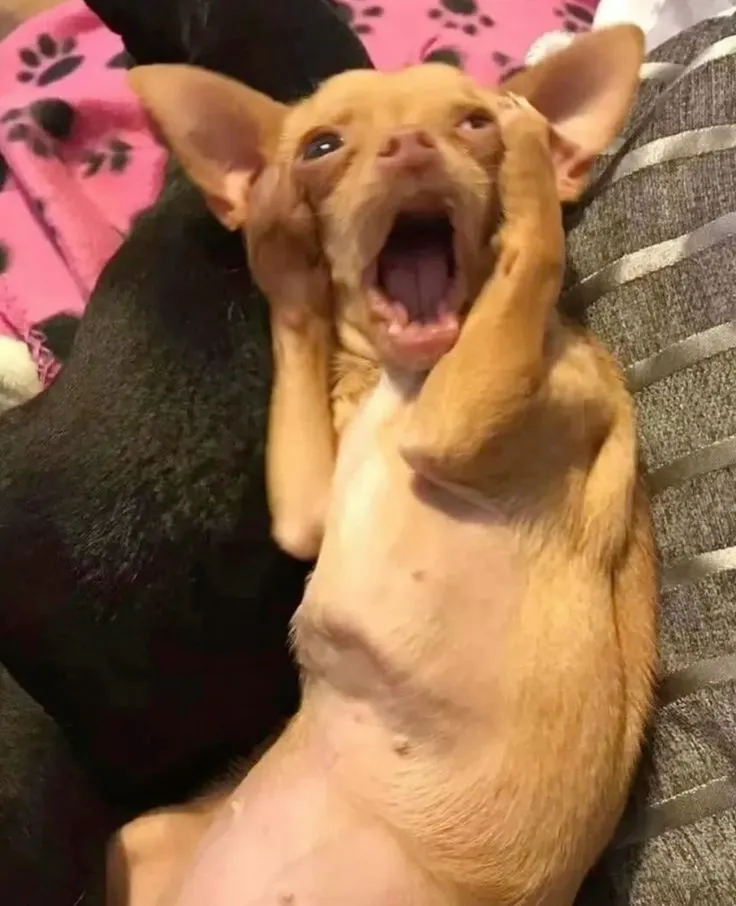 Hình ảnh chú chó choáng váng há mồm