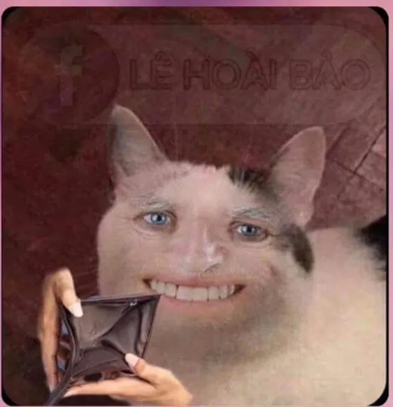 Ảnh chế mèo hết sạch tiền gương mặt đầy bi hài