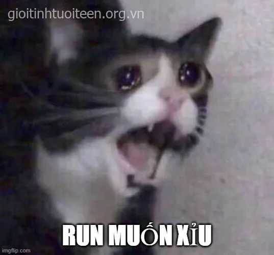 Meme mèo hoảng hốt bá đạo trở thành vũ khí cà khịa