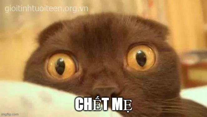 Meme sợ hãi cực lầy khiến hội bạn cười xỉu