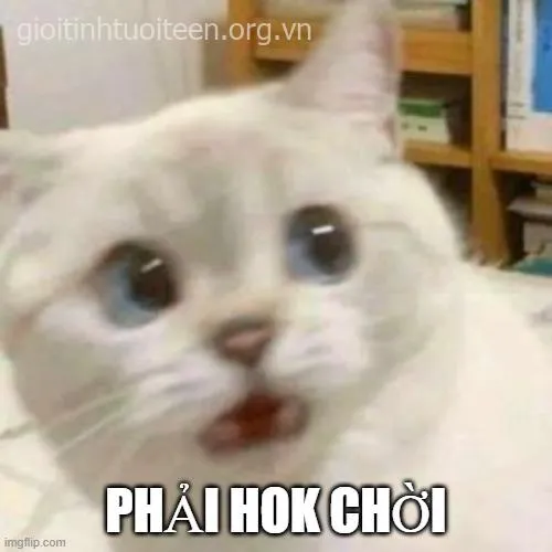 Meme mèo hoảng hốt cao độ cực hài hước