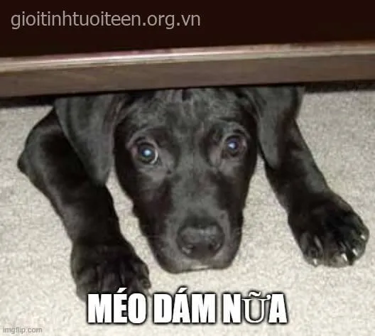 Meme troll sợ hãi biến căng thẳng