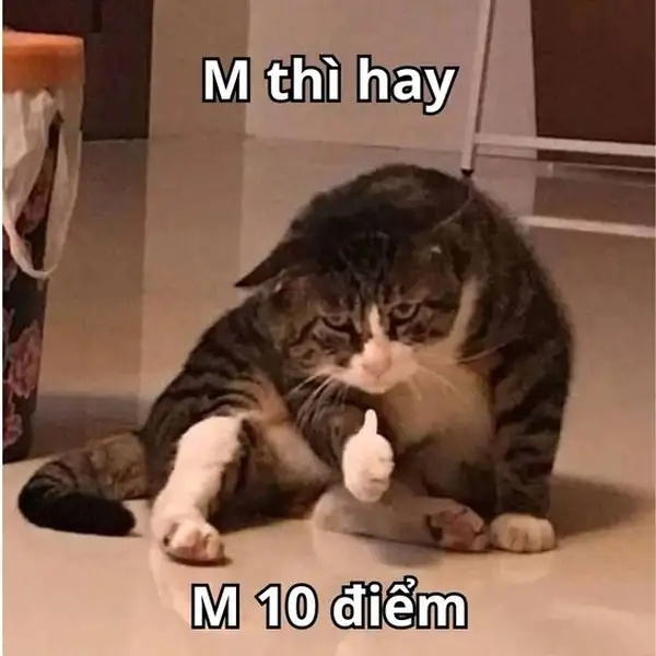 Chú mèo giơ tay like