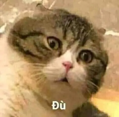 Biểu cảm bất ngờ mèo tròn mắt, gương mặt hoang mang